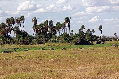 Kenia (253)